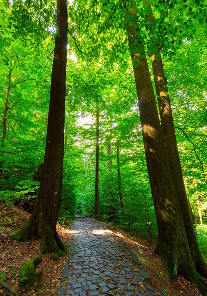 Kopfsteinpflaster Weg Durch Den Wald Schöne Naturlandschaft Mit Hohen Bäumen — Stockfoto