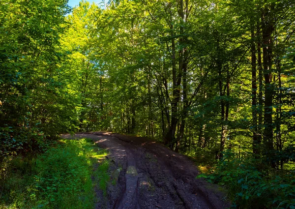 Dirt Road Forest Lovely Nature Scenery Tall Trees Green Foliage — Stock Photo, Image