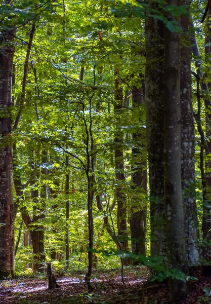 Podívejte Hluboké Temné Bukového Lesa Létě Krásná Příroda Pozadí Vysokými — Stock fotografie
