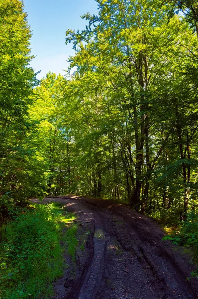 Zandweg Door Bos Prachtige Natuur Landschap Met Bomen Groen Gebladerte — Stockfoto