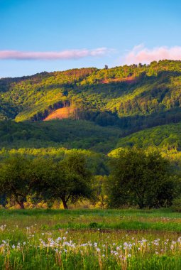 gündoğumu, güzel dağlık kırsal. güzel yaz yatay, pembe bulutlar