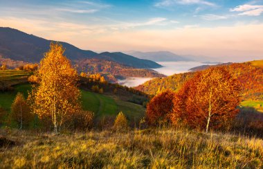 sarı ağaçları sonbaharda bir tepenin kenarında. güzel dağ manzarası ile sis muhteşem gökyüzü altında vadide
