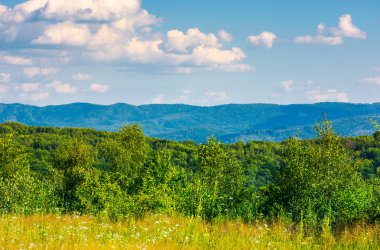 güzel yaz manzara dağlarda. ağaçların arkasında bulutlu gökyüzü altında alanı ile güzel sahne