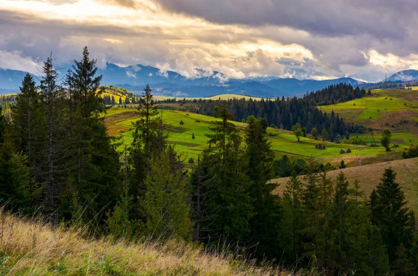 Manhã Nublada Campo Dos Cárpatos Paisagem Encantadora Natureza Com Floresta — Fotografia de Stock