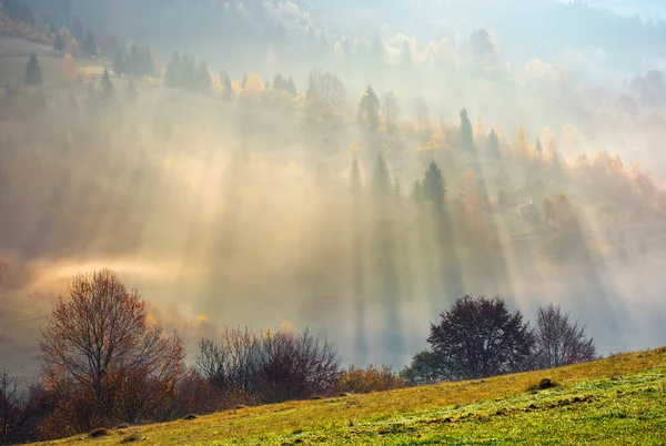 Baumreihe Auf Der Wiese Morgendlichen Herbstnebel Wunderschöner Hintergrund Eines Bewaldeten — Stockfoto
