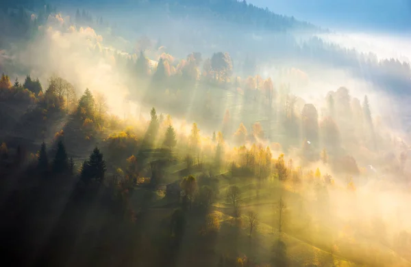 Nevoeiro Sobre Floresta Luz Manhã Fundo Bela Natureza Árvores Com — Fotografia de Stock