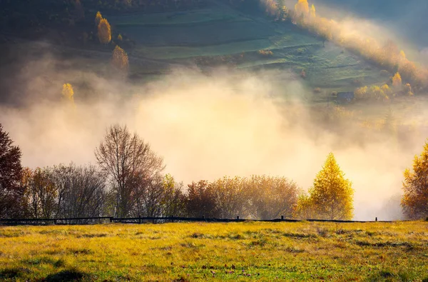 秋の朝の霧の草原に木の行 遠くに森林に覆われた圧延丘の美しい背景 — ストック写真