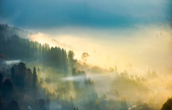 Деревья Пылающем Утреннем Тумане Великолепный Природный Фон Удивительная Осенняя Атмосфера — стоковое фото