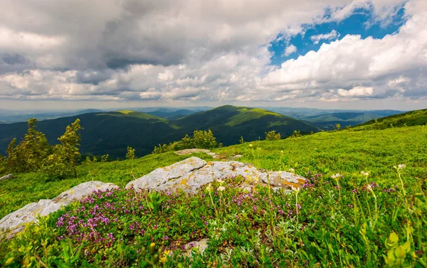 Wild Herbs Rocks Summer Mountains Wonderful Scenery Carpathian Nature — Stock Photo, Image