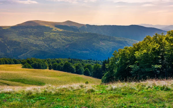 カルパティア山脈のブナ林 Svydovets 山の尾根の豪華な風景 夏の終わりの美しい自然風景 — ストック写真