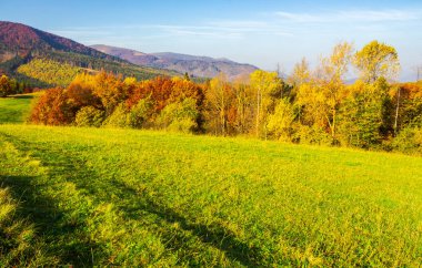 Orman Sonbahar otsu çayır üzerinde. güzel gündoğumu dağlarda. ağaçlar üzerinde renkli yeşillik