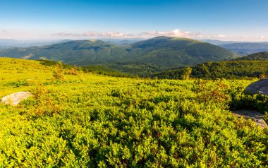 çimenli hillside yaz aylarında. ormanlık dağ uzakta. Sabahları güzel manzara