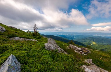 çimenli yamaca güzel doğa manzarası. bulutlu bir günde kayaların arasındaki küçük Ladin ağacı