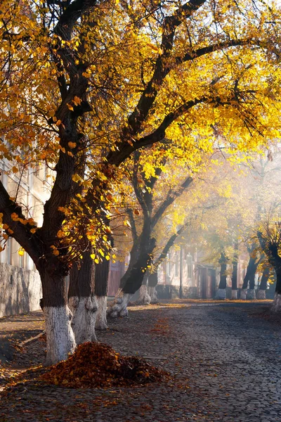 Drzewa Złotych Liści Ulicach Piękne Dekoracje Jesienne Starego Miasta Użhorod — Zdjęcie stockowe