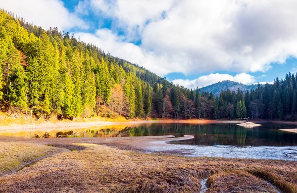 Beautiful Scenery Synevyr Lake Tall Trees Body Water Mountains Lovely — Stock Photo, Image