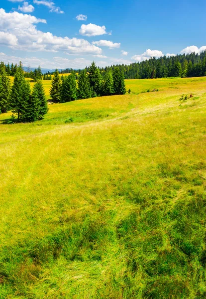 Ladin ormanı çimenli bir yamaç. güzel yaz sahne parlak güneşli bir günde