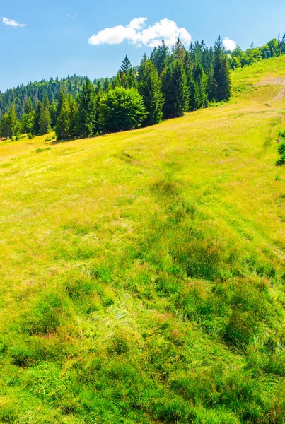 Fichtenwald Einem Grashang Schöne Sommerkulisse Einem Sonnigen Tag — Stockfoto