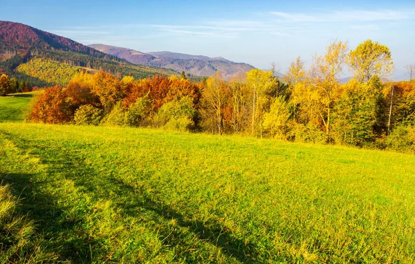 秋の草が茂った草原の森 美しい日の出山 紅葉の木 — ストック写真