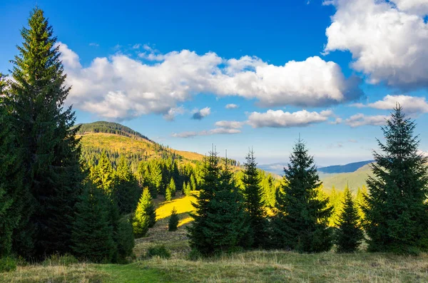 Mountainous Forest Clouds Tall Spruce Trees Hillside Mountain Peak Valley — Stock Photo, Image