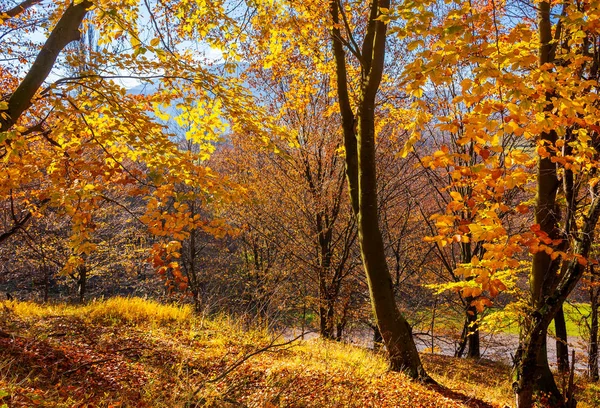Forêt Sur Flanc Colline Dans Feuillage Orange Beaux Paysages Naturels — Photo
