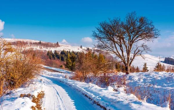 沿着公路穿过积雪的山坡上的树 可爱的冬午前在山上 云杉森林在距离 — 图库照片