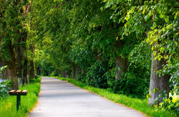Path Linden Trees Lovely Summer Scenery Longest Linden Alley Europe — Stock Photo, Image