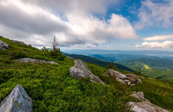çimenli yamaca güzel doğa manzarası. bulutlu bir günde kayaların arasındaki küçük Ladin ağacı