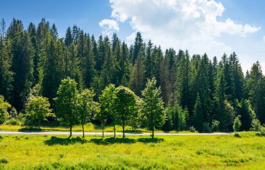 ağaçlar dağ yolunda. üzerinde mavi bir gökyüzü güzel cennet