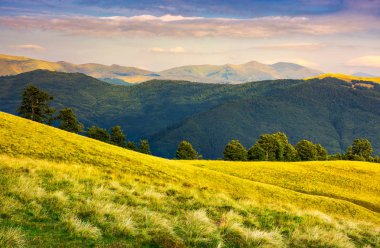 satır ve akşam çimenli hillside ağaçlarının. Svydovets dağ sırtı renkli gökyüzü altında mesafede. Karpat Dağları'nın güzel manzara