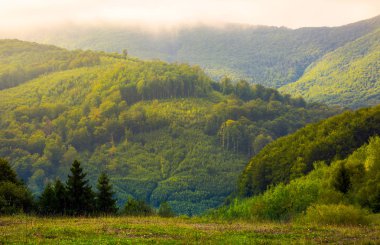 sabah sis ormanlık tepelerde. Karpatlar güzel dağlık manzara alçak bulutlar altında