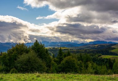 Çimlerin üstünde belgili tanımlık tepe-in eğimli dağ silsilesi ile iğne yapraklı orman yoluna