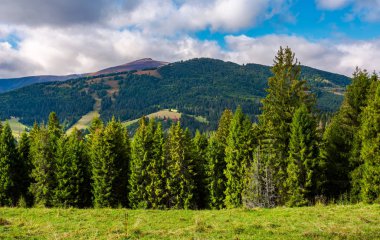 hillside ağaçta bulutlu günde çeki düzen vermek. Karpat Dağları güzel havalarda Güz