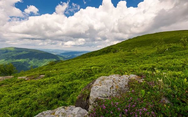 Yabani Otlar Arasında Yaz Dağlar Kayalarda Karpat Doğanın Harika Manzara — Stok fotoğraf