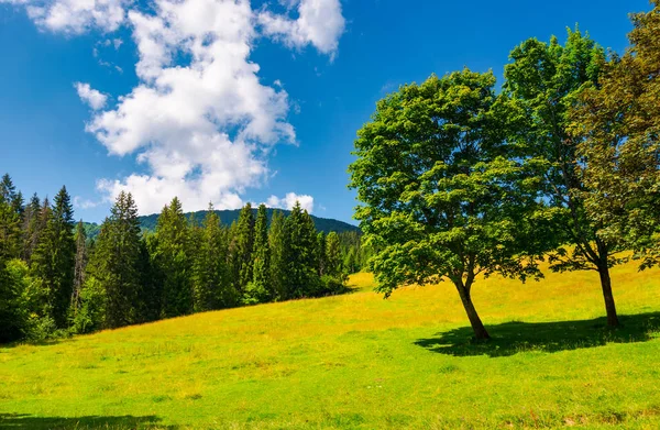 夏の芝生の草原の木 トウヒ林と山の美しい風景です ふわふわ雲と青空 — ストック写真