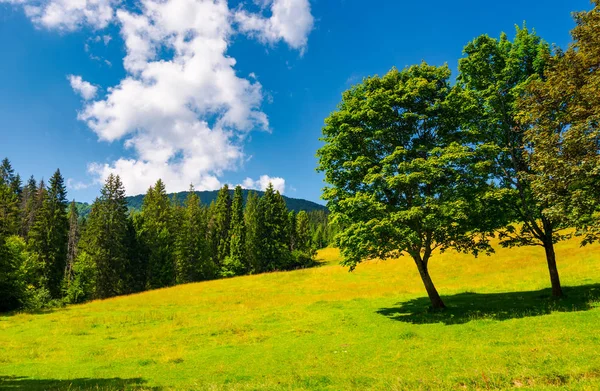 Arbres Sur Prairie Herbeuse Été Beau Paysage Avec Forêt Épinettes — Photo