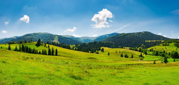 夏季山地景观全景 在一座有草的山丘上的云杉森林 Velykyi Verkh Borzhava 山岭美景 — 图库照片