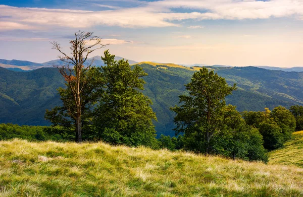 Beech Forest Meadow Svydovets Ridge Beautiful Landscape Carpathian Mountains Late — Stock Photo, Image