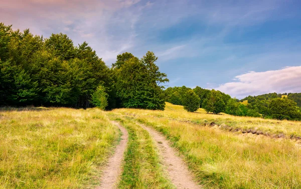 Road Grassy Meadow Beech Forest Lovely Summer Scenery Carpathian Mountainous — Stock Photo, Image