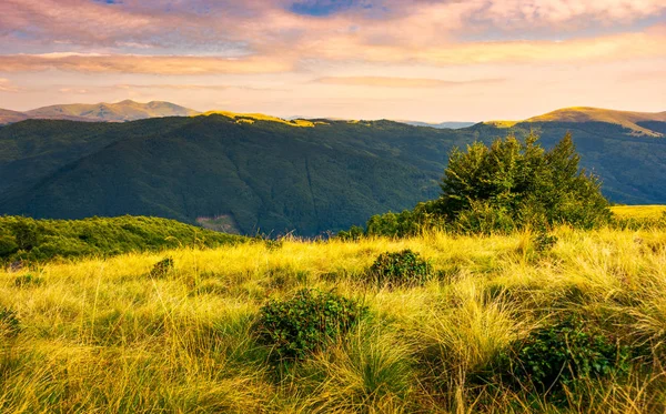 Svydovets Ridge Günbatımında Otsu Çayır Karpat Dağları Güzel Manzara Muhteşem — Stok fotoğraf