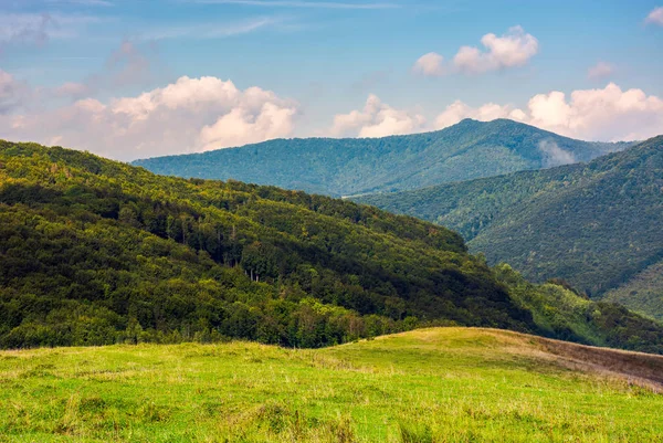 Pochi Alberi Prato Collinare Alta Montagna Giorno Estate — Foto Stock