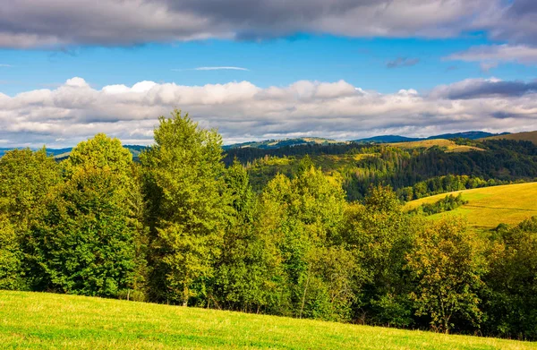 Wald Auf Den Grasbewachsenen Hügeln Der Karpaten Schöne Herbstlandschaft Einem — Stockfoto