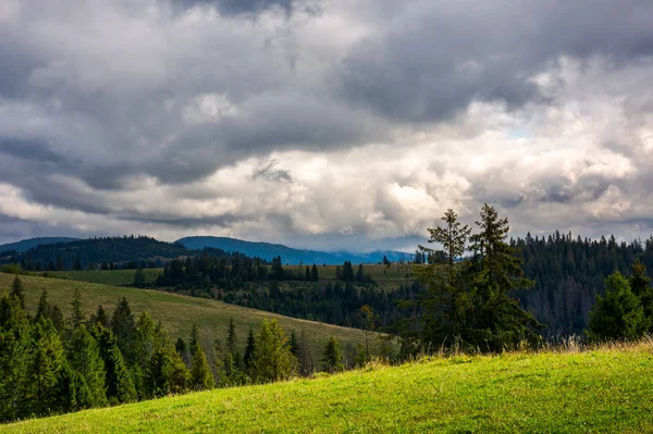 Berglandschaft Wiese Hang Mit Nadelwald — Stockfoto