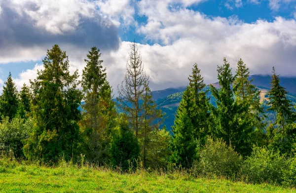 Floresta Abeto Encosta Gramada Nas Montanhas Linda Paisagem Com Céu — Fotografia de Stock