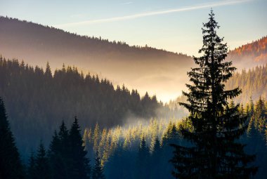 sis ormanda güneş doğarken çeki düzen vermek. Romanya'nın Apuseni dağların güzel sonbahar sahne