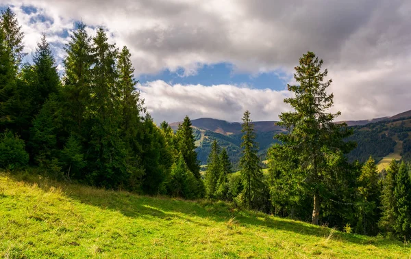 çimenli yamaca çam ormanı. güzel dağlık manzara muhteşem gökyüzü ile