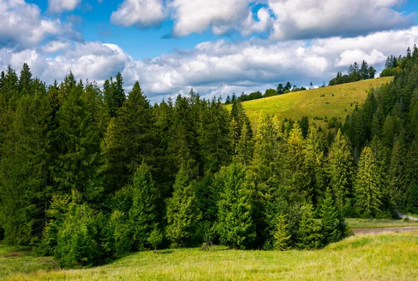 Świerkowego Lasu Trawiastym Zboczu Piękny Krajobraz Wspaniałą Niebo — Zdjęcie stockowe