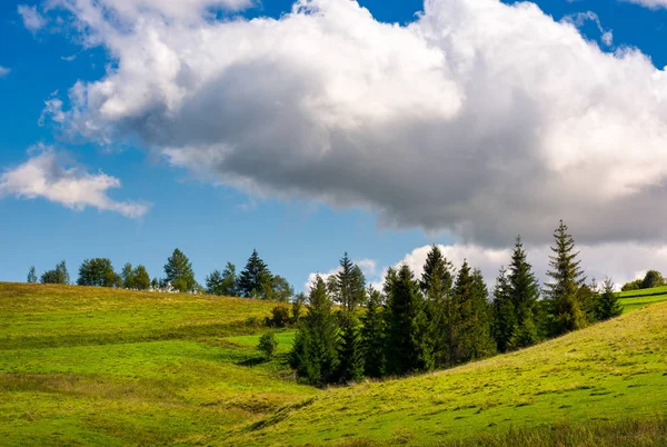 Woodlot Abeto Uma Encosta Gramada Encantadora Paisagem Natureza Céu Azul — Fotografia de Stock