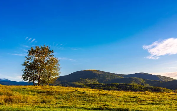 Ein Paar Bäume Grasbewachsenen Hang Bei Sonnenuntergang Goldenem Licht Wunderschöne — Stockfoto