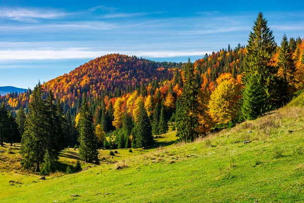 Wunderschöne Herbstliche Landschaft Der Apuseni Berge Buntes Laub Bäumen Hohe — Stockfoto