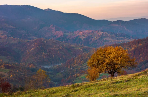 Árbol Una Ladera Cubierta Hierba Las Montañas Otoño Hermoso Paisaje — Foto de Stock